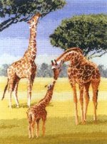 Giraffes by John Clayton